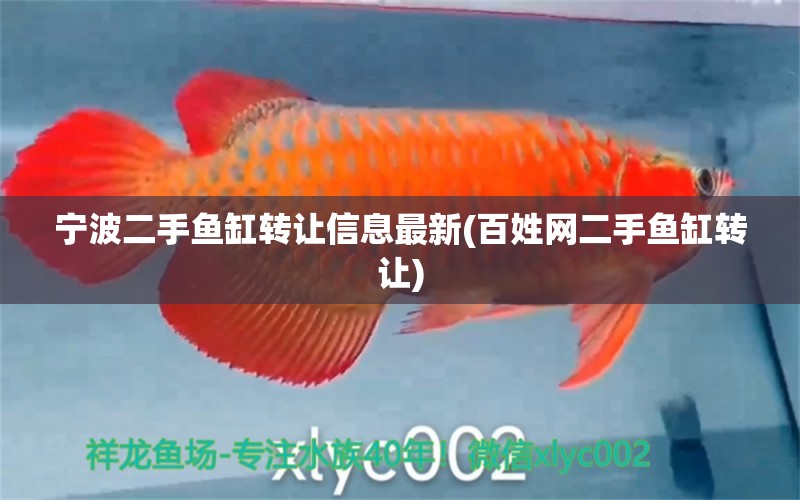 寧波二手魚(yú)缸轉(zhuǎn)讓信息最新(百姓網(wǎng)二手魚(yú)缸轉(zhuǎn)讓) 名貴錦鯉魚(yú)