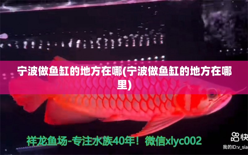 寧波做魚缸的地方在哪(寧波做魚缸的地方在哪里) 紅頭利魚