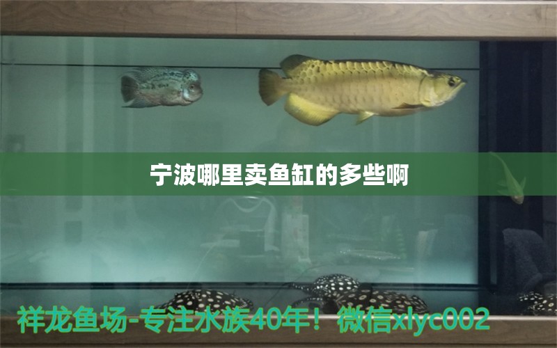 寧波哪里賣魚缸的多些啊 祥龍魚場