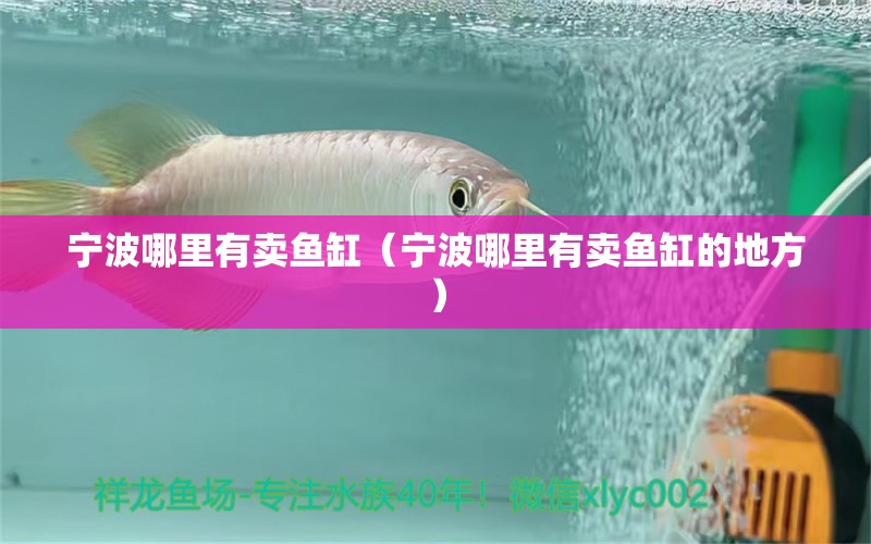 寧波哪里有賣魚缸（寧波哪里有賣魚缸的地方）