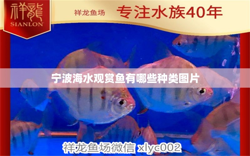 寧波海水觀賞魚有哪些種類圖片