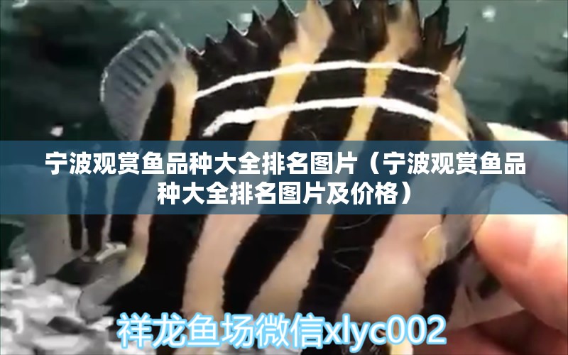 寧波觀賞魚品種大全排名圖片（寧波觀賞魚品種大全排名圖片及價格）