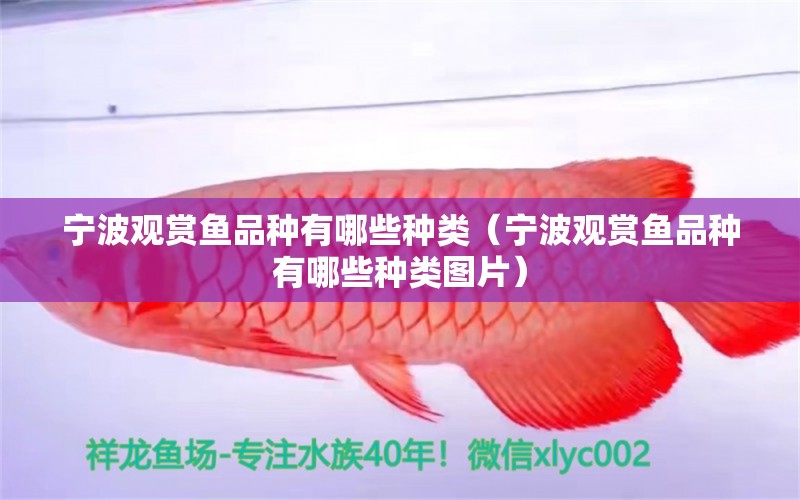 寧波觀賞魚品種有哪些種類（寧波觀賞魚品種有哪些種類圖片）