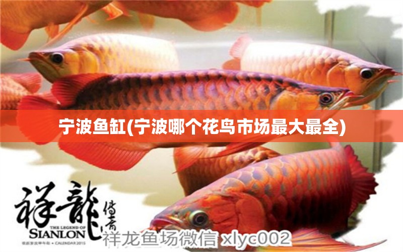 寧波魚缸(寧波哪個(gè)花鳥市場最大最全) 魚缸百科