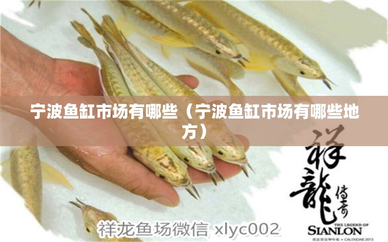 寧波魚缸市場(chǎng)有哪些（寧波魚缸市場(chǎng)有哪些地方）