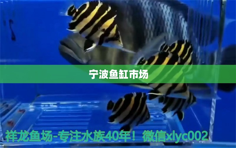 寧波魚(yú)缸市場(chǎng) 其他品牌魚(yú)缸