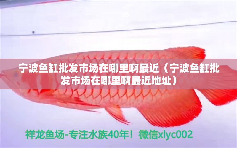 寧波魚缸批發(fā)市場在哪里啊最近（寧波魚缸批發(fā)市場在哪里啊最近地址） 金頭過背金龍魚