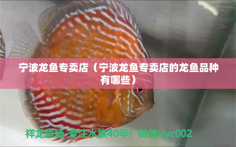 寧波龍魚專賣店（寧波龍魚專賣店的龍魚品種有哪些） 水族問答 第1張