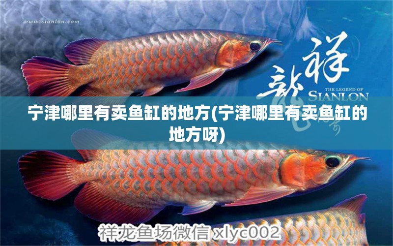 寧津哪里有賣魚缸的地方(寧津哪里有賣魚缸的地方呀) 祥龍超血紅龍魚