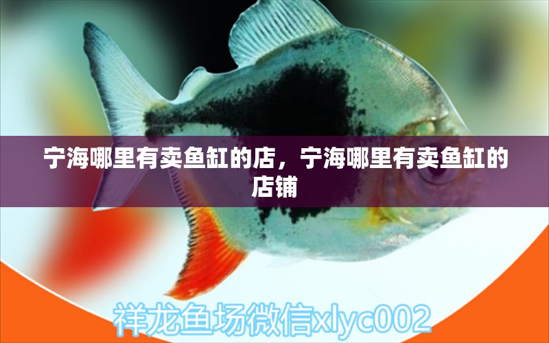 寧海哪里有賣魚缸的店，寧海哪里有賣魚缸的店鋪