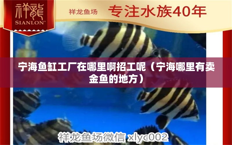 寧海魚(yú)缸工廠在哪里啊招工呢（寧海哪里有賣金魚(yú)的地方）