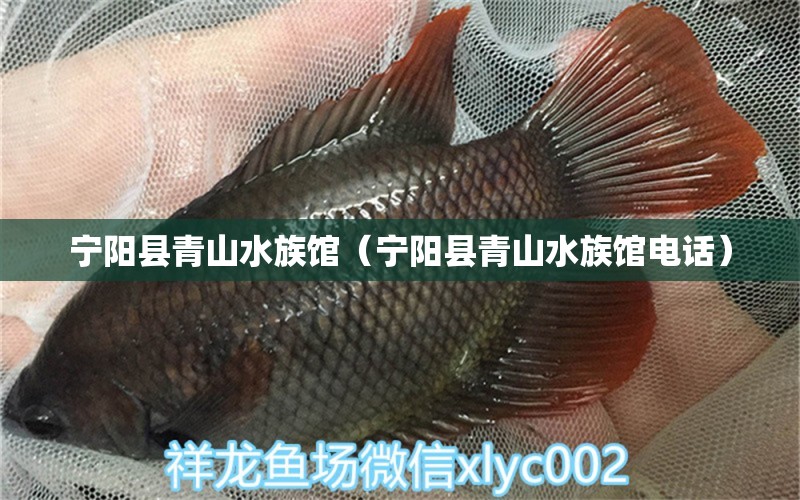 寧陽(yáng)縣青山水族館（寧陽(yáng)縣青山水族館電話）