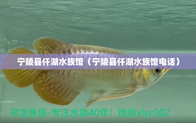 寧陵縣仟湖水族館（寧陵縣仟湖水族館電話）