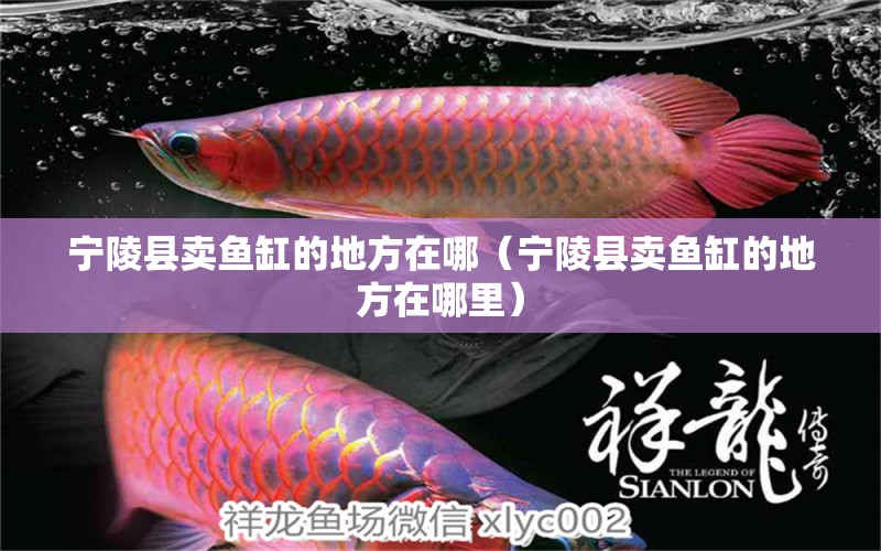 寧陵縣賣魚缸的地方在哪（寧陵縣賣魚缸的地方在哪里）