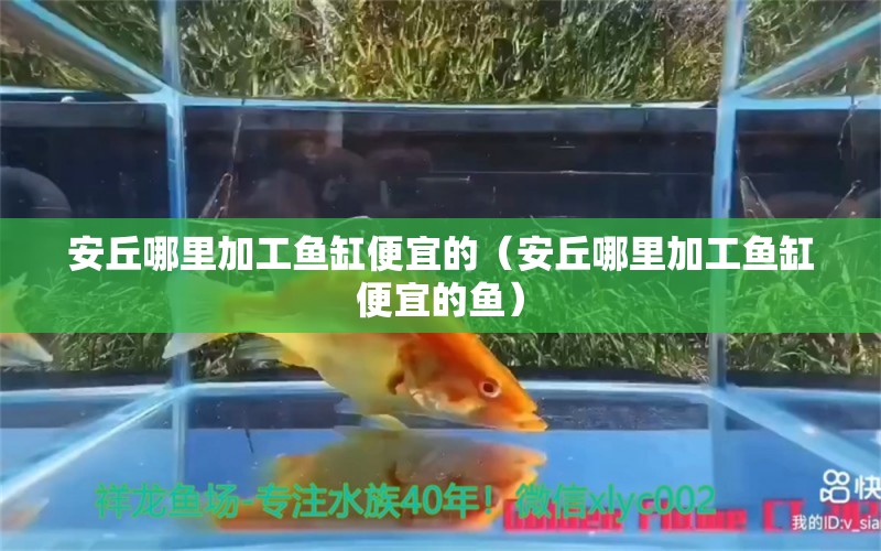 安丘哪里加工魚缸便宜的（安丘哪里加工魚缸便宜的魚） 黃金貓魚