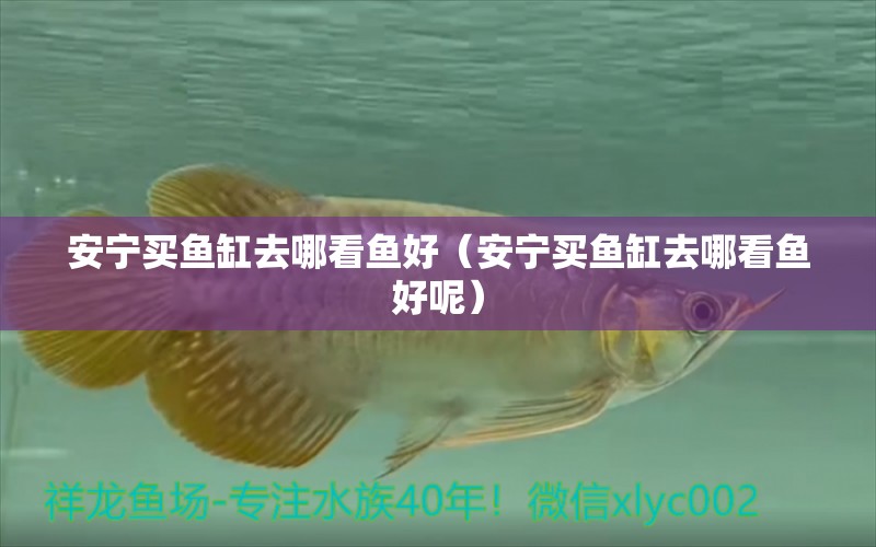 安寧買(mǎi)魚(yú)缸去哪看魚(yú)好（安寧買(mǎi)魚(yú)缸去哪看魚(yú)好呢） 觀(guān)賞魚(yú)市場(chǎng)（混養(yǎng)魚(yú)）