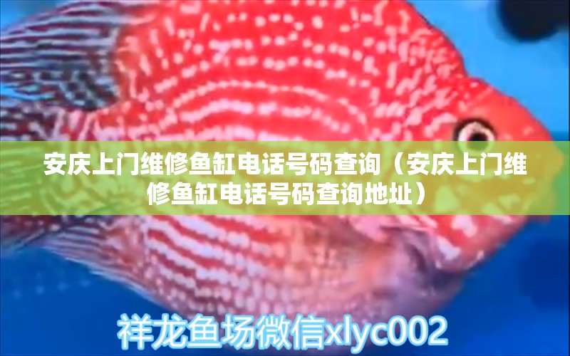 安慶上門維修魚缸電話號碼查詢（安慶上門維修魚缸電話號碼查詢地址） 祥龍水族醫(yī)院