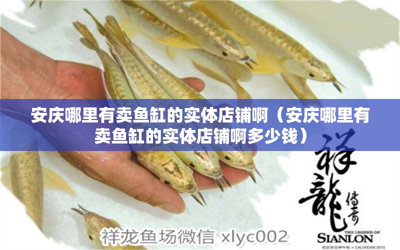 安慶哪里有賣魚缸的實(shí)體店鋪啊（安慶哪里有賣魚缸的實(shí)體店鋪啊多少錢）