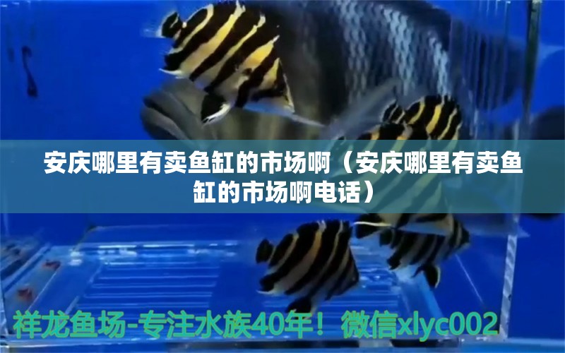 安慶哪里有賣魚缸的市場啊（安慶哪里有賣魚缸的市場啊電話） 其他品牌魚缸