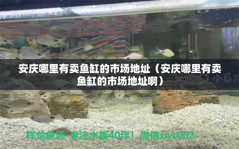 安慶哪里有賣魚缸的市場地址（安慶哪里有賣魚缸的市場地址?。? title=