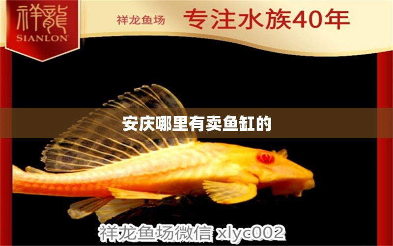 安慶哪里有賣魚缸的 其他品牌魚缸