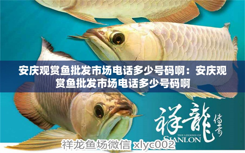 安慶觀賞魚批發(fā)市場電話多少號(hào)碼啊：安慶觀賞魚批發(fā)市場電話多少號(hào)碼啊