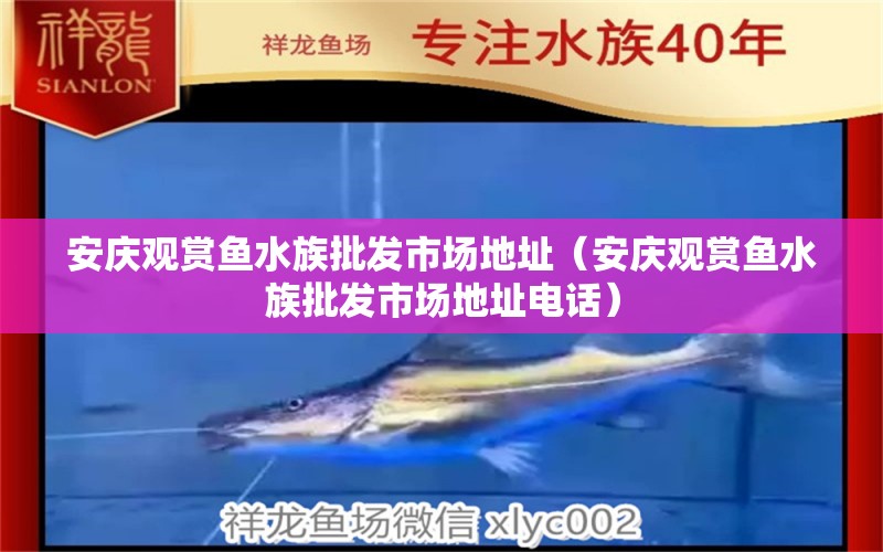 安慶觀賞魚水族批發(fā)市場地址（安慶觀賞魚水族批發(fā)市場地址電話） 觀賞魚水族批發(fā)市場