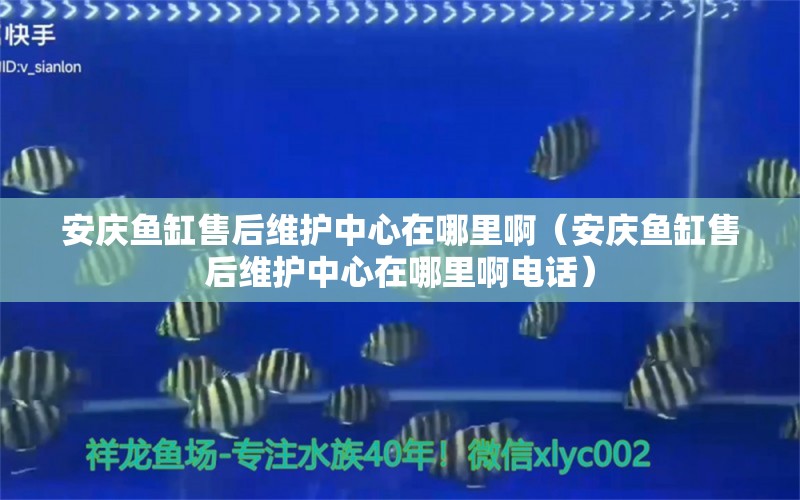 安慶魚缸售后維護(hù)中心在哪里?。ò矐c魚缸售后維護(hù)中心在哪里啊電話）