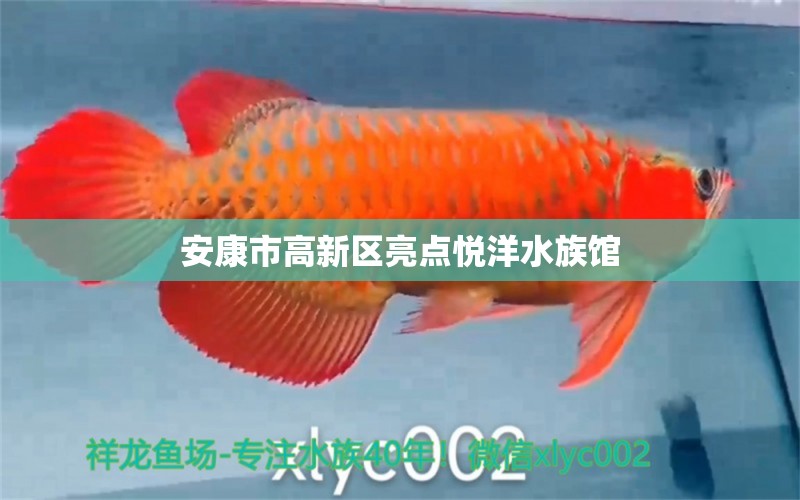 安康市高新區(qū)亮點悅洋水族館