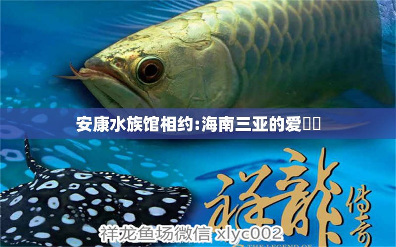 安康水族館相約:海南三亞的愛?? 奈及利亞紅圓點(diǎn)狗頭 第4張