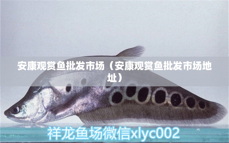 安康觀賞魚批發(fā)市場（安康觀賞魚批發(fā)市場地址） 觀賞魚批發(fā)