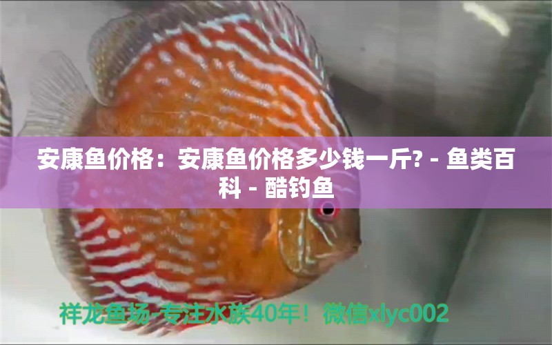 安康魚價格：安康魚價格多少錢一斤? - 魚類百科 - 酷釣魚