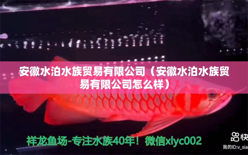 安徽水泊水族貿(mào)易有限公司（安徽水泊水族貿(mào)易有限公司怎么樣）