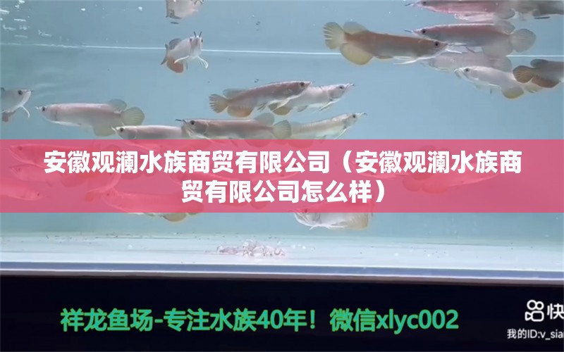 安徽觀瀾水族商貿(mào)有限公司（安徽觀瀾水族商貿(mào)有限公司怎么樣）