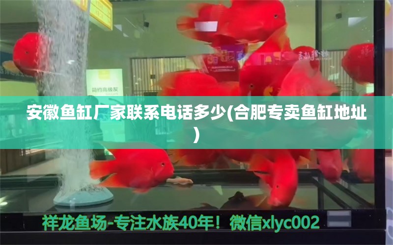 安徽魚缸廠家聯(lián)系電話多少(合肥專賣魚缸地址) 祥龍水族醫(yī)院