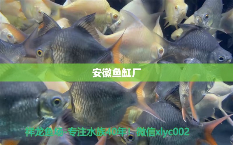 安徽魚缸廠