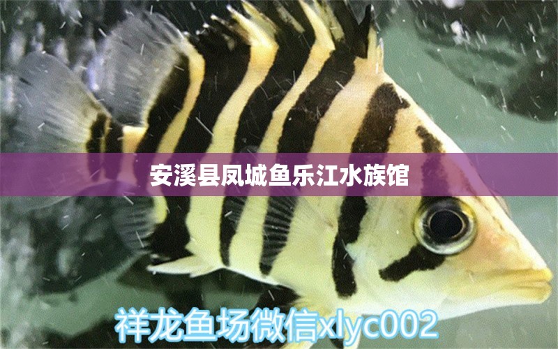 安溪縣鳳城魚樂江水族館 全國水族館企業(yè)名錄