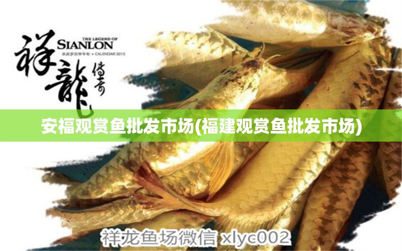 安福觀賞魚批發(fā)市場(chǎng)(福建觀賞魚批發(fā)市場(chǎng)) 觀賞魚批發(fā) 第1張