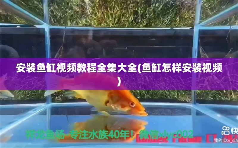 安裝魚缸視頻教程全集大全(魚缸怎樣安裝視頻) 觀賞魚進(jìn)出口