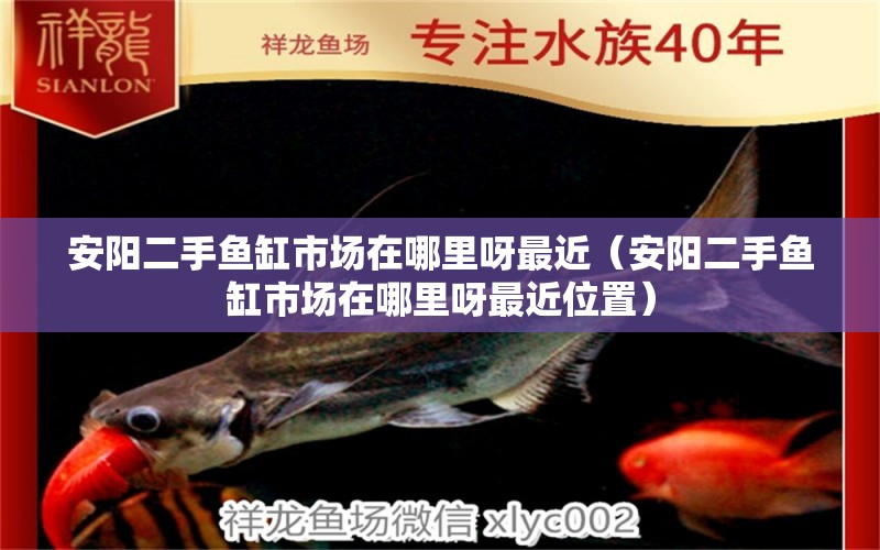 安陽(yáng)二手魚(yú)缸市場(chǎng)在哪里呀最近（安陽(yáng)二手魚(yú)缸市場(chǎng)在哪里呀最近位置） 觀賞魚(yú)魚(yú)苗