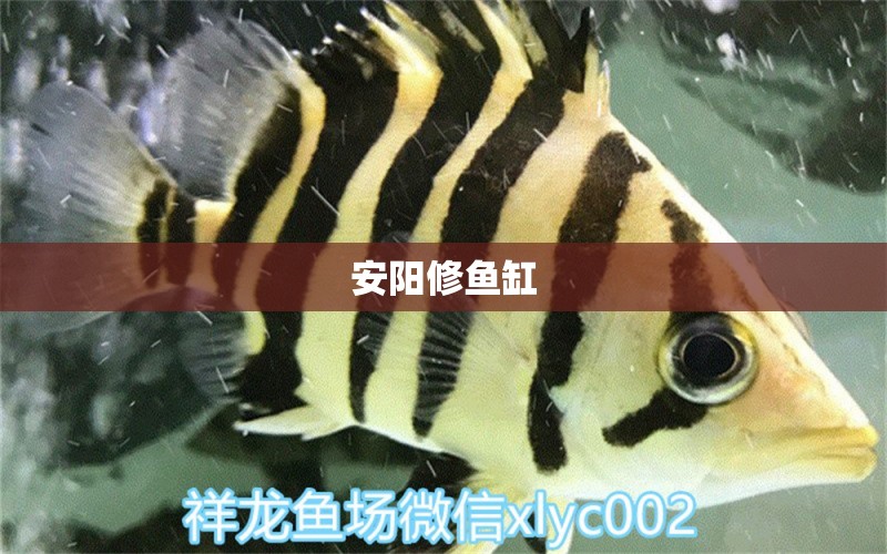 安陽修魚缸