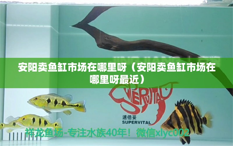 安陽賣魚缸市場在哪里呀（安陽賣魚缸市場在哪里呀最近） 其他品牌魚缸