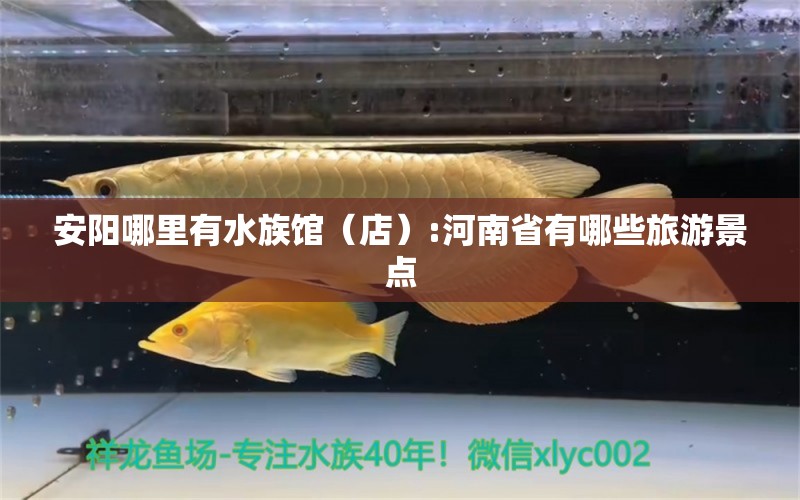 安陽哪里有水族館（店）:河南省有哪些旅游景點(diǎn) 觀賞魚水族批發(fā)市場(chǎng)