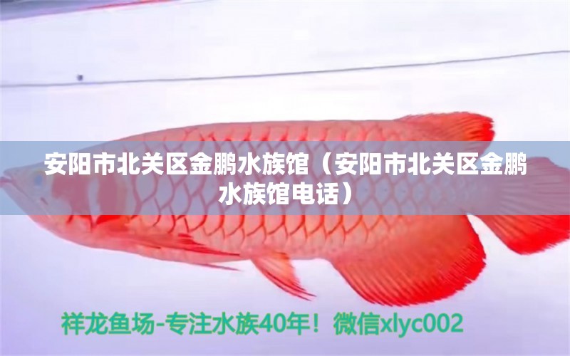 安陽(yáng)市北關(guān)區(qū)金鵬水族館（安陽(yáng)市北關(guān)區(qū)金鵬水族館電話）