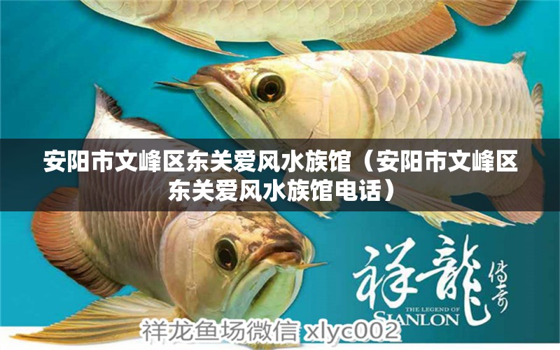 安陽市文峰區(qū)東關(guān)愛風(fēng)水族館（安陽市文峰區(qū)東關(guān)愛風(fēng)水族館電話） 魚缸風(fēng)水