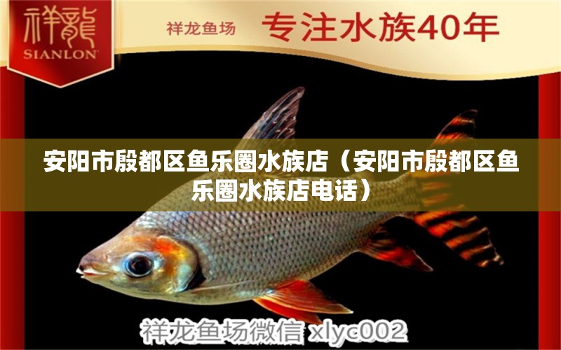 安陽市殷都區(qū)魚樂圈水族店（安陽市殷都區(qū)魚樂圈水族店電話）