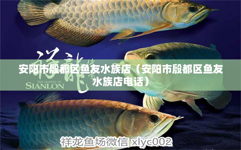 安陽市殷都區(qū)魚友水族店（安陽市殷都區(qū)魚友水族店電話）