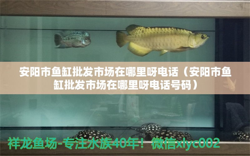 安陽市魚缸批發(fā)市場(chǎng)在哪里呀電話（安陽市魚缸批發(fā)市場(chǎng)在哪里呀電話號(hào)碼）