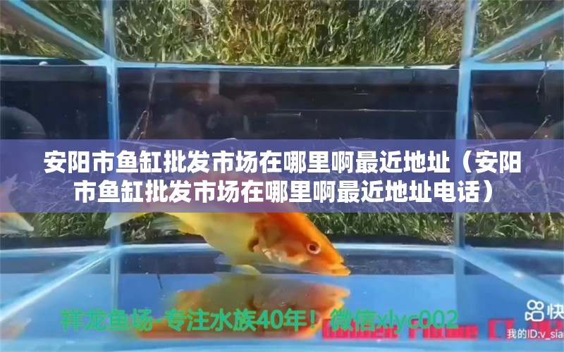 安陽市魚缸批發(fā)市場在哪里啊最近地址（安陽市魚缸批發(fā)市場在哪里啊最近地址電話） 巴西亞魚苗