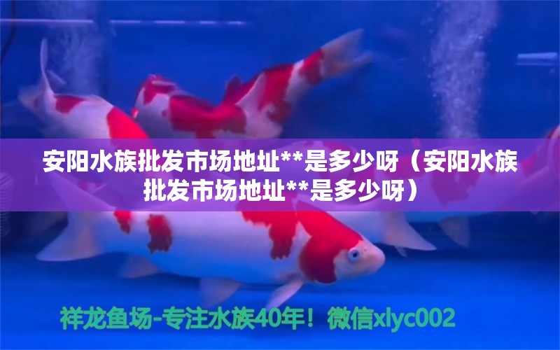 安陽水族批發(fā)市場(chǎng)地址**是多少呀（安陽水族批發(fā)市場(chǎng)地址**是多少呀）